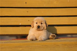 帥哥：已售鞍山